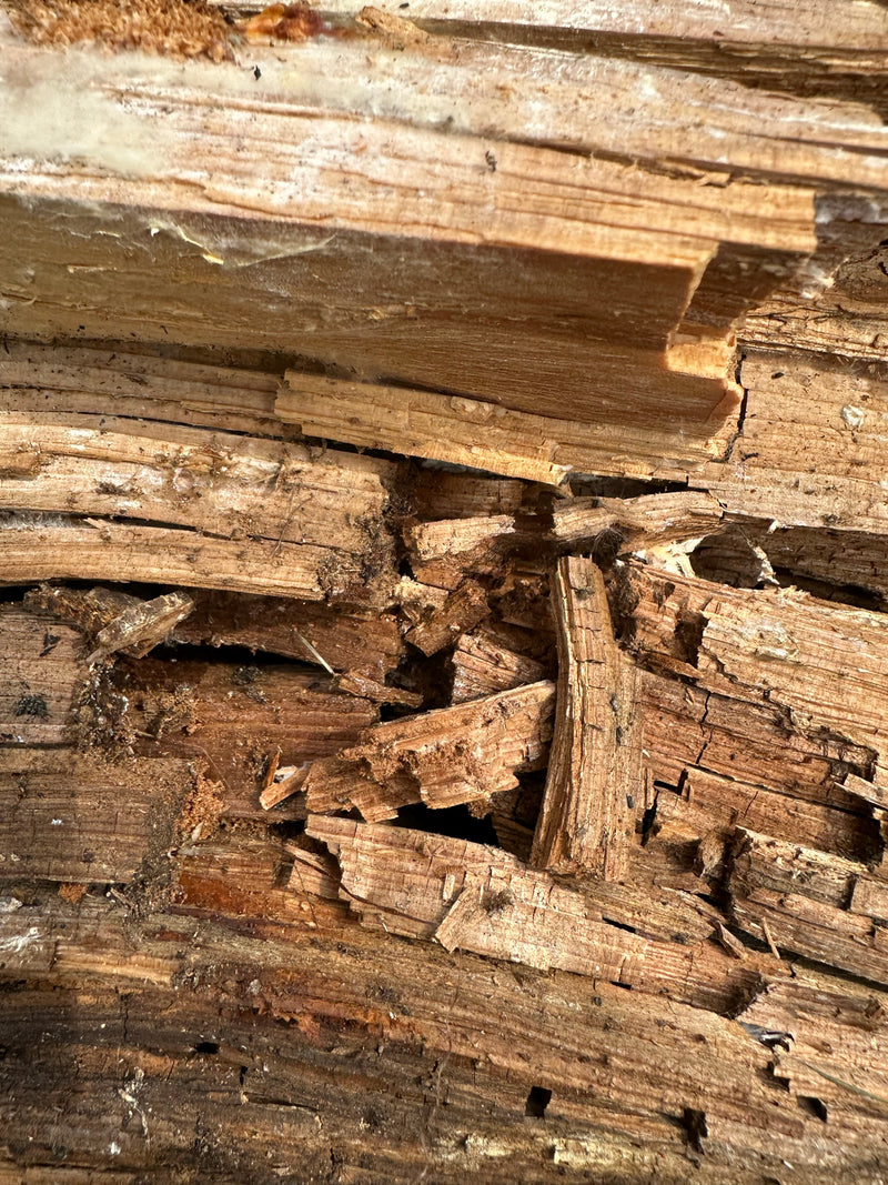 Echte droogrot — Bild 2