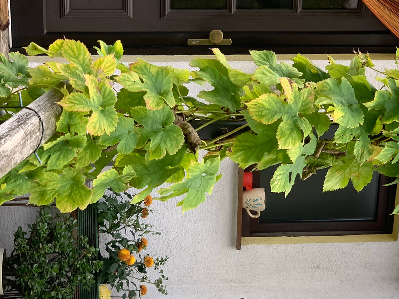 De afbeelding toont de groene bladeren en stengels van hop die voor een lichte huismuur groeien. De kenmerkend gelobde bladeren zijn duidelijk te herkennen.