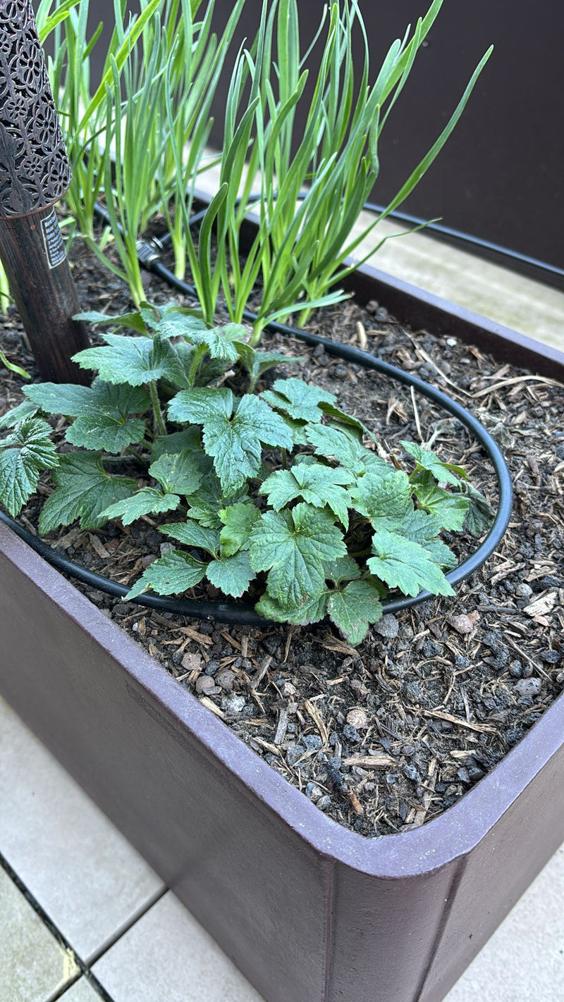 Een jonge hoplant met typisch gelobde groene bladeren is te zien. Hij groeit in een bruine plantenbak in humusrijke aarde.