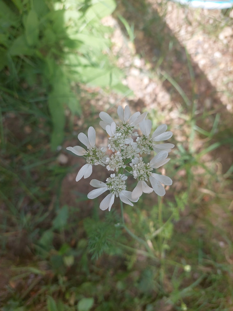 Een bloeiende korianderplant met zijn typische witte bloeiwijzen is zichtbaar. De opname toont de plant van bovenaf tegen een achtergrond van groen en aarde.