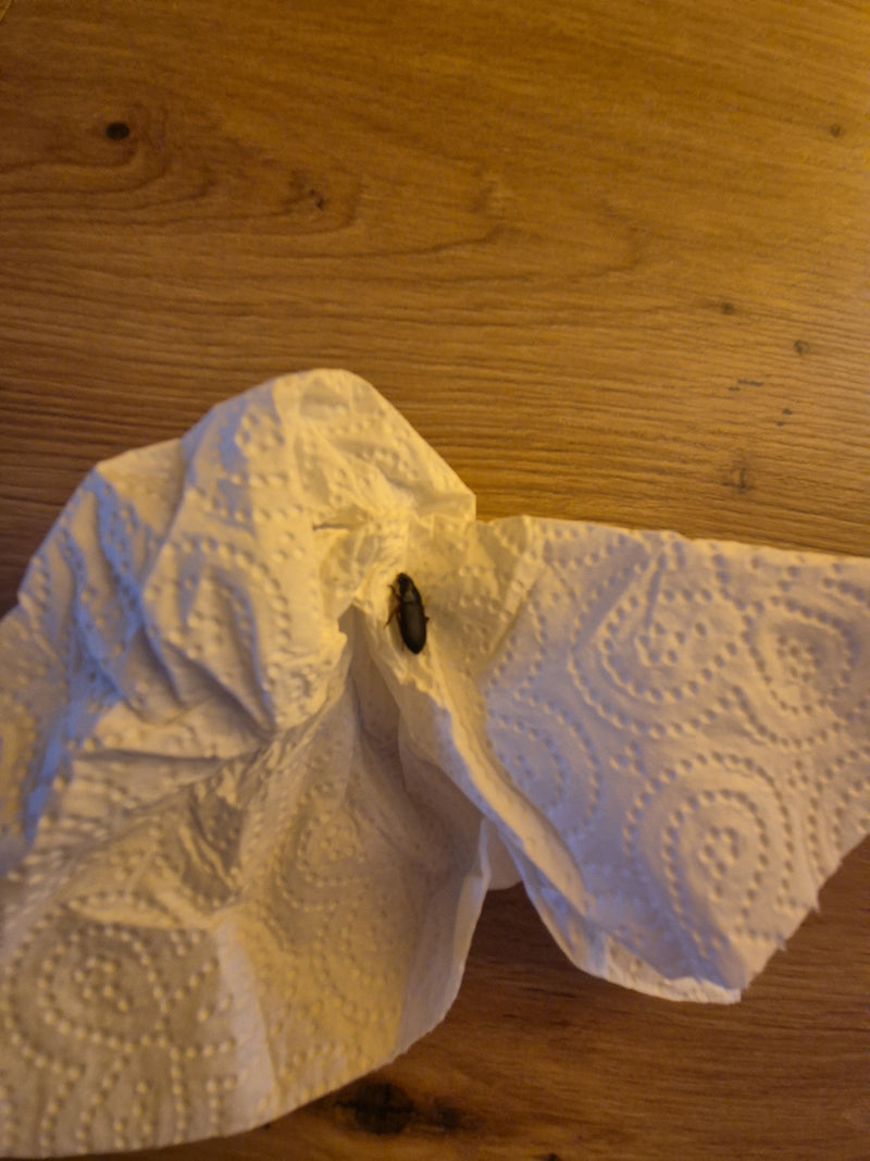 Echte loopkever (geslacht Harpalus) — foto 4 van 6