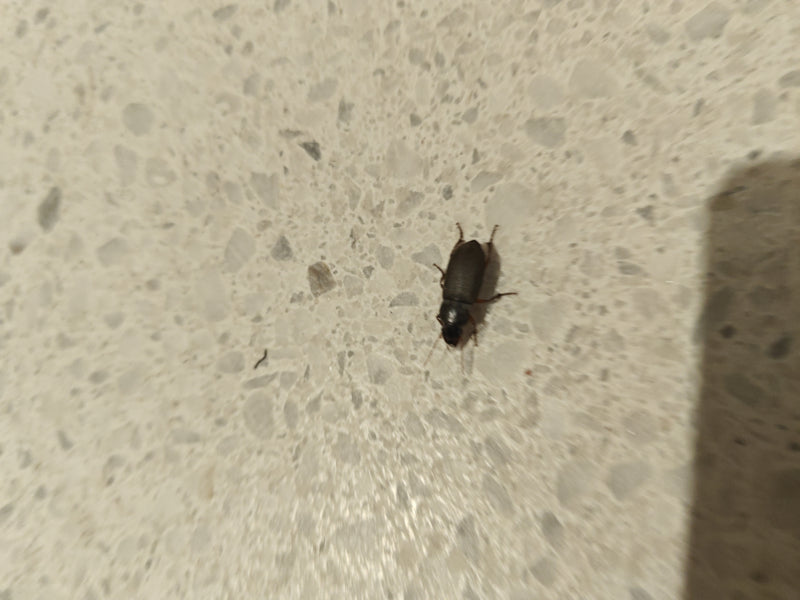 Echter Laufkäfer (Gattung Harpalus) — Bild 1
