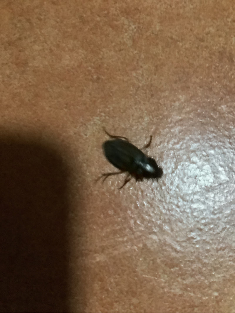 Echte loopkever (geslacht Harpalus) — foto 3 van 6