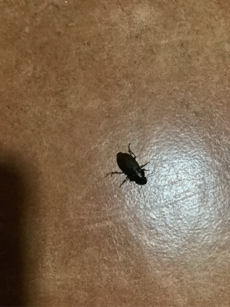Echte loopkever (geslacht Harpalus) — foto 2 van 6