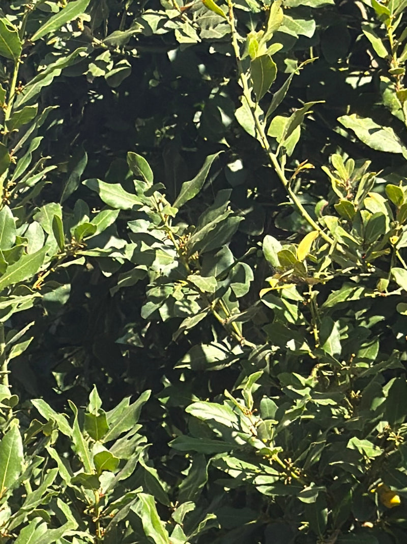 Het dichte, groene bladerdak van een laurierboom met typische lancetvormige bladeren is te zien. De takken en bladeren zijn in close-up afgebeeld.