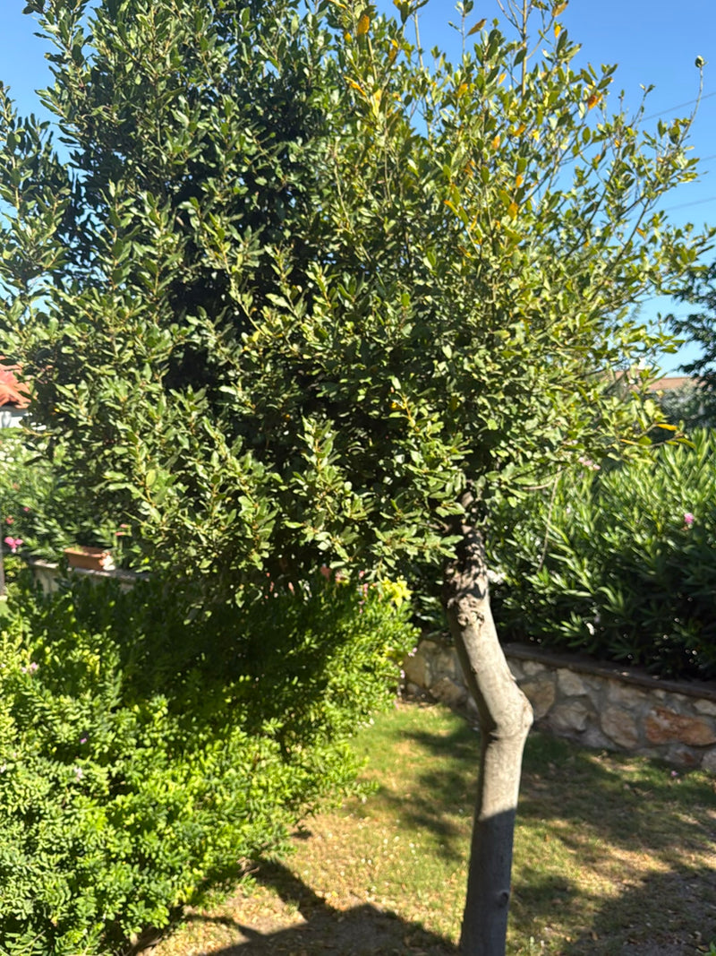 De afbeelding toont een volwassen laurierboom met dicht, groen bladerdak en een gebogen stam. De boom staat in een zonnige tuin voor een lage stenen muur.
