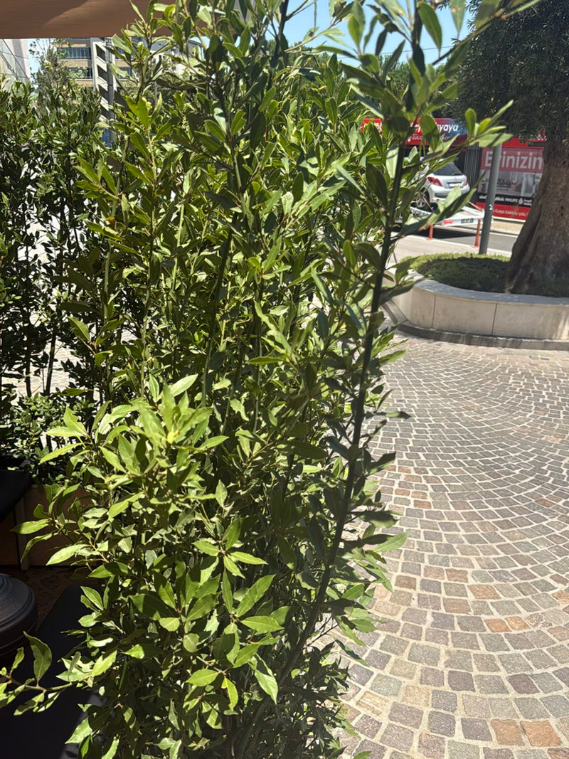 Een dichte laurierstruik met groene, glanzende bladeren is te zien in een stedelijke omgeving. De plant staat op een verhard plein naast een looppad.