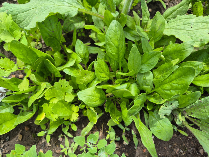 Een dichtbegroeide spinantenplant met sappig groene bladeren is te zien in een tuingenbed. De typische bladeren liggen dicht bij elkaar op de grond.