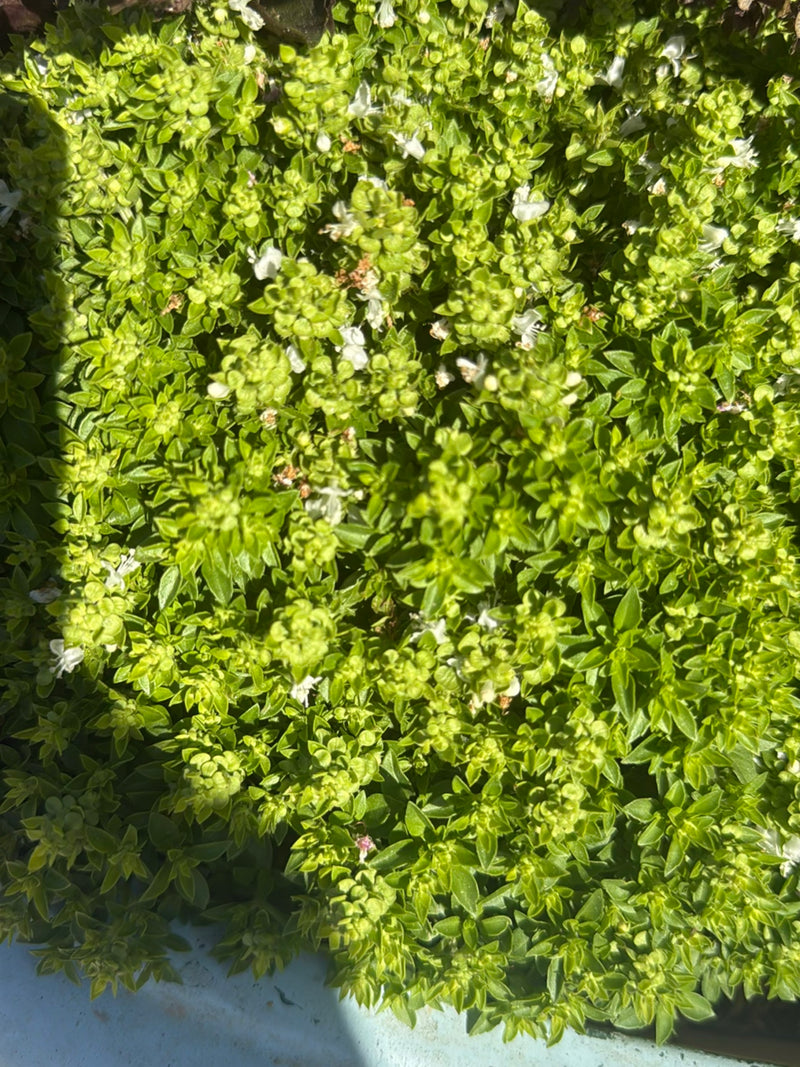 De afbeelding toont een dichte cluster van tijm met kleine groene blaadjes en verspreide witte bloemetjes. De plant wordt van bovenaf gefotografeerd bij held...