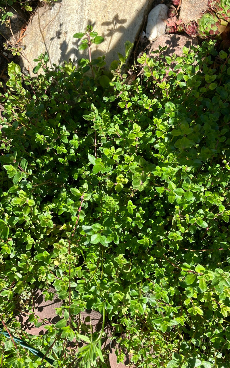 De foto toont een dichte, heldergroene tijmplant met kleine bladeren en vertakte stengels. Hij groeit in de tuin op een stenerige ondergrond.