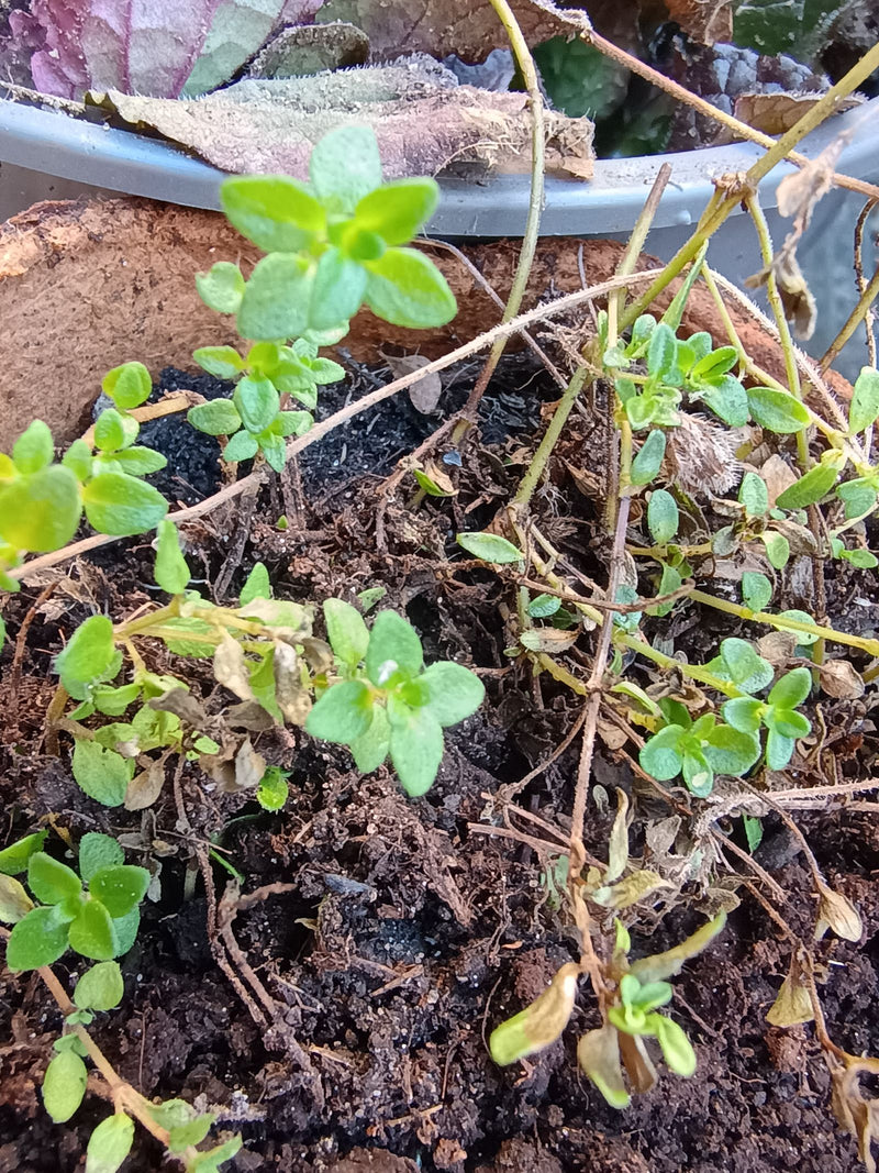 De afbeelding toont echte tijm met kleine groene blaadjes in een bloempot. De plant groeit in donkere aarde.