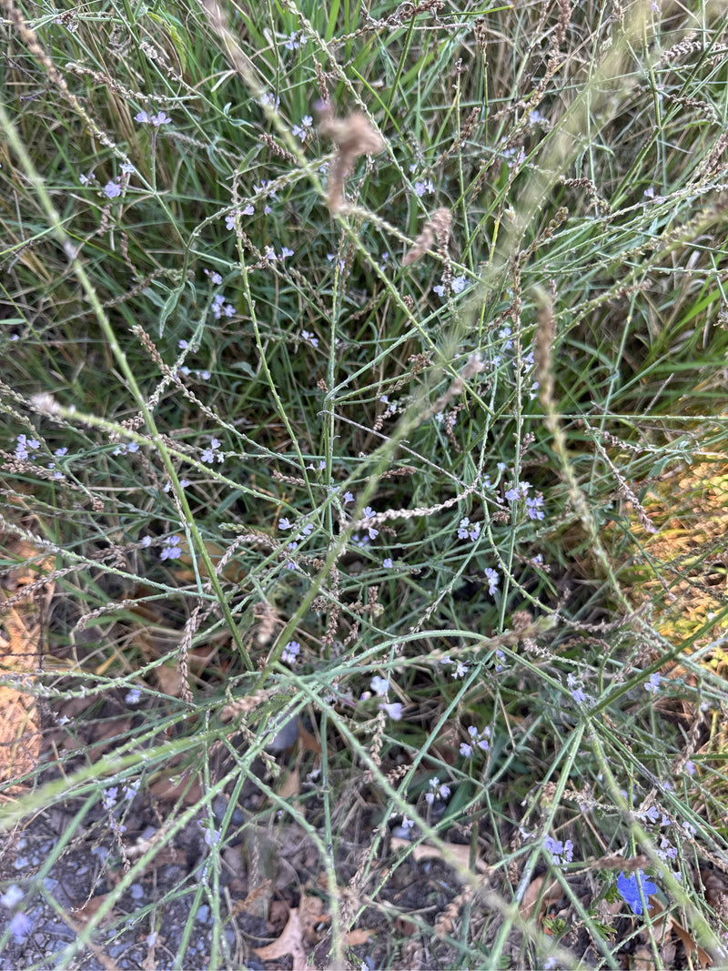 Een bloeiend ijzerhard met zijn kenmerkend vertakte aren en kleine paarse bloemen groeit tussen het gras langs een weg.