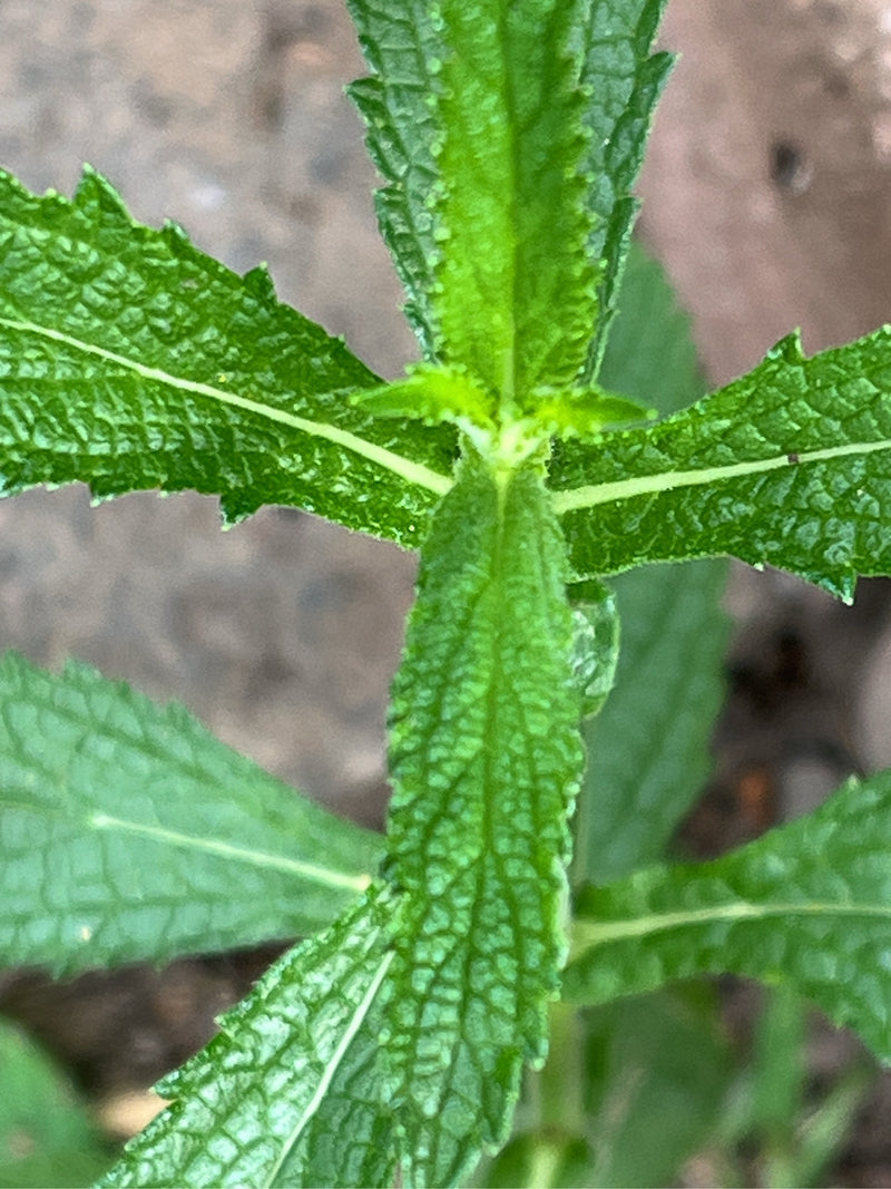 Te zien zijn het groene loew en de oprechte stengel van een ijzerhard van bovenaf. De typisch gevormde bladeren hebben een gestructureerd oppervlak.