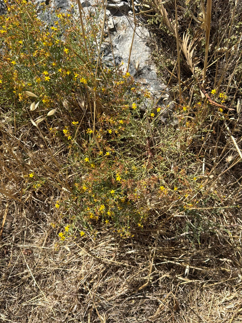 De afbeelding toont een bloeiende plant van Sint-janskruid met typische gele bloemen. Hij groeit in een droge omgeving tussen stenen en verdord gras.
