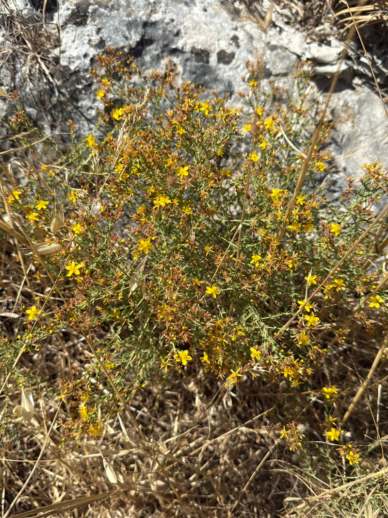 Een bloeiende hertooiplant met kenmerkende gele bloemen is te zien. Hij groeit tegen een rotsachtige achtergrond te midden van droog gras.