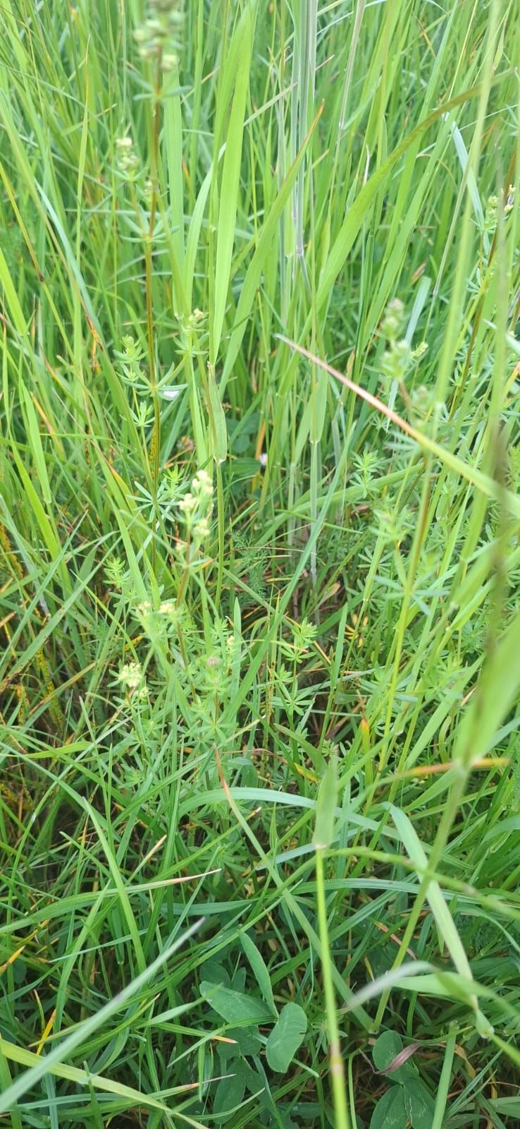 Echtes Labkraut — Bild 1