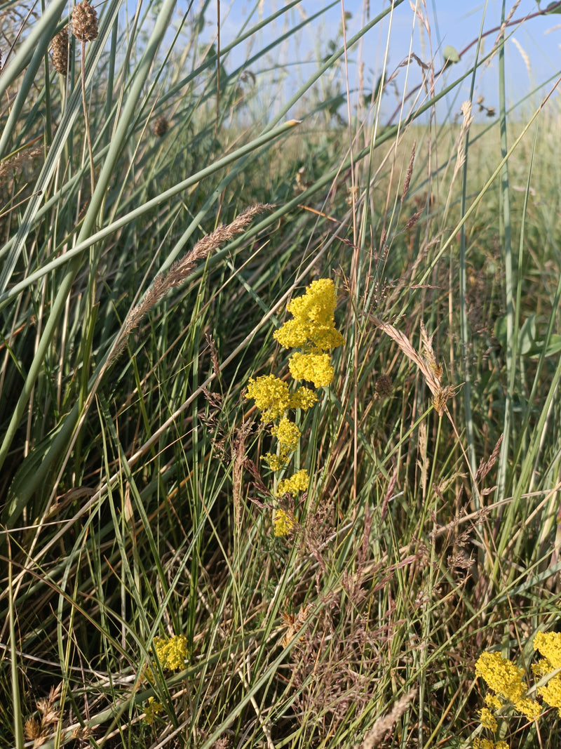 Echt bedstro — foto 4 van 16