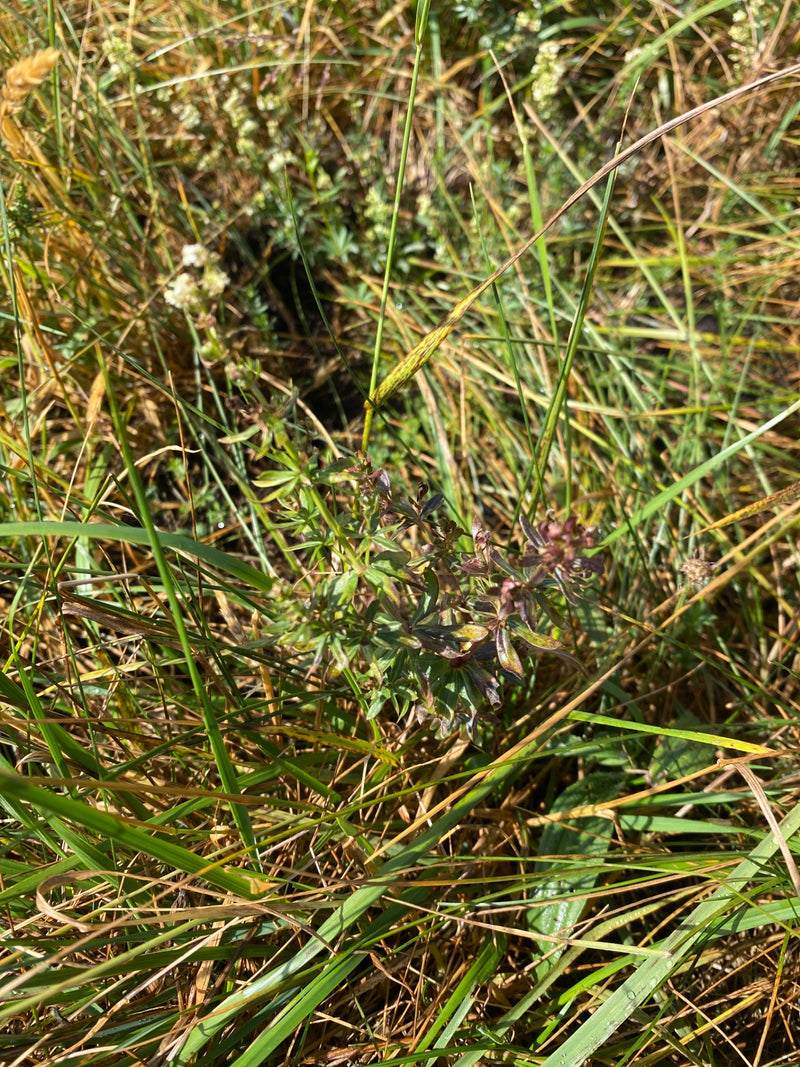 Echt bedstro — foto 2 van 16