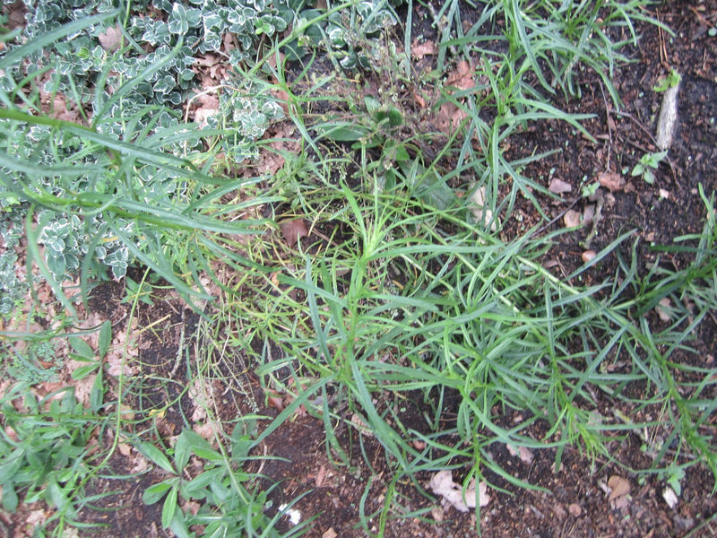 Echtes Leinkraut — Bild 1