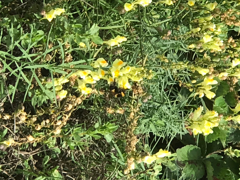 Echte paddenstoelen — foto 3 van 14