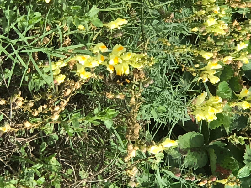 Echte paddenstoelen — foto 2 van 14