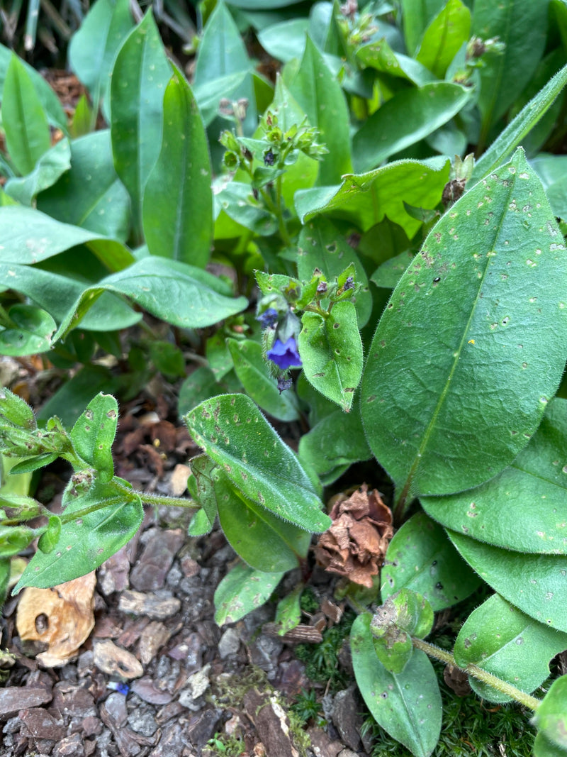 Longkruid — Bild 1