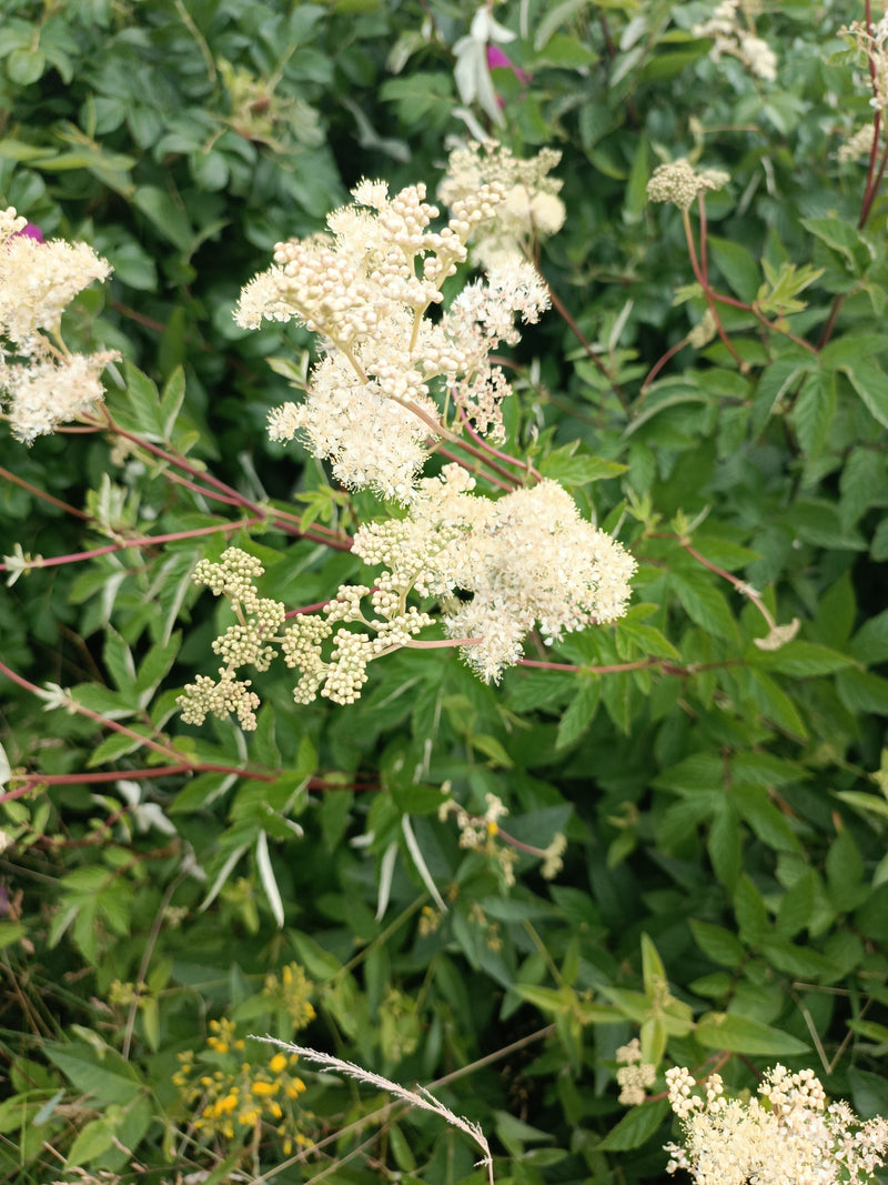 De foto toont de bosachtige, crèmewitte bloeiwijzen en geveerde groene bladeren van moerasspirea. De plant groeit in een natuurlijke omgeving tussen groen loof.