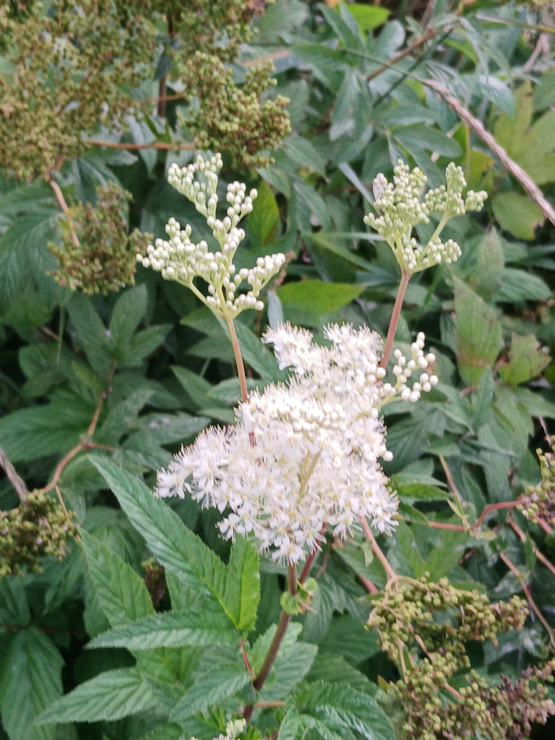 Een close-up van moerasspirea toont de typische witte bloeiwijzen en geveerde bladeren. De plant groeit in een groene omgeving.
