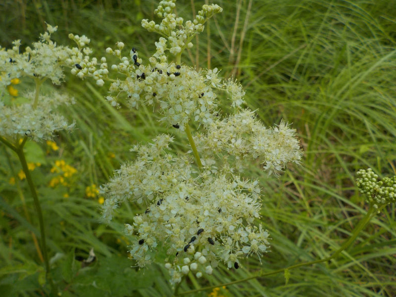 Te zien is de crèmewitte bloeiwijze van moerasspirea met verschillende kleine zwarte insecten erop. De opname toont de plant van boven tegen een achtergrond ...