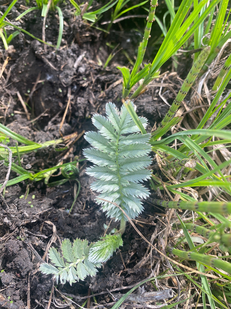 Echt moerasspirea — Bild 1