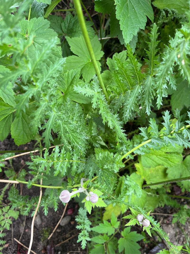 Echt moerasspirea — foto 1 van 2