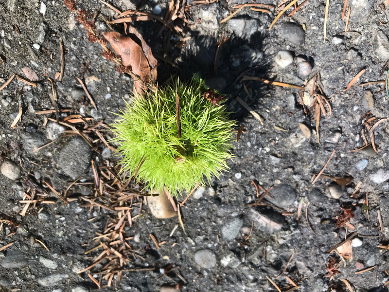 Een groene, sterk stekelige vruchtcapsule van een tamme kastanje ligt op een stenige bodem tussen droge naalden.