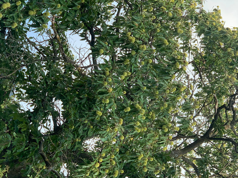 Te zien is de groene boomkroon van een tamme kastanje met talrijke kenmerkende bladeren en rijpende, stekelige vruchtjes. De foto toont een blik van onderen ...