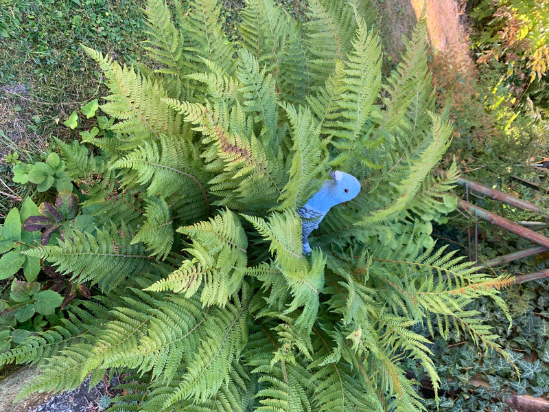 Een weelderige varen in een tuin, met een decoratief blauw vogelbeeldje tussen de bladeren.