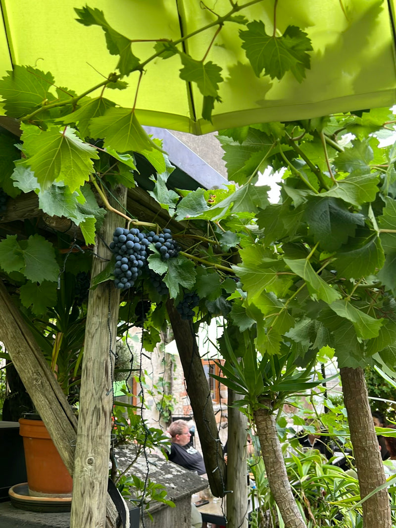 Een weelderige wijnstok met karakteristieke bladeren en rijpende druiven is te zien, groeiend op een houten rek onder een parasol.