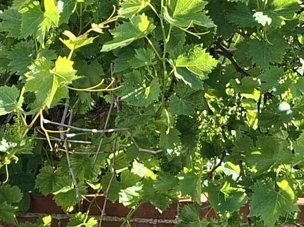 De afbeelding toont groene bladeren en ranken van een wijnstok. De plant groeit dicht tegen een buitenmuur.