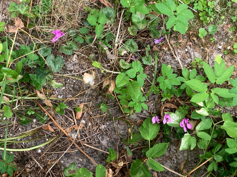 Efeu-Alpenveilchen — foto 1 van 1