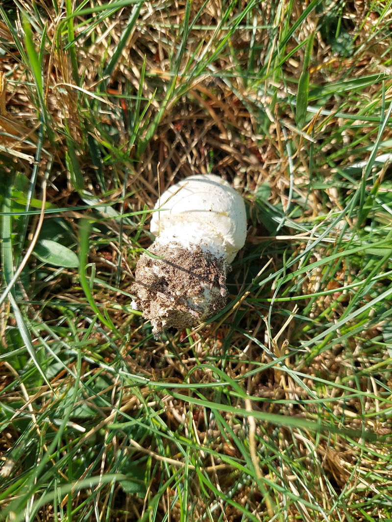 Egerling (paddestoel) — foto 3 van 14