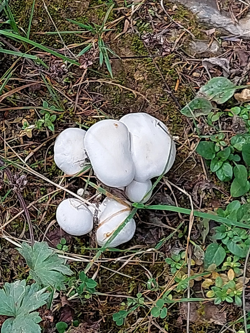 Een groepje witte champignons groeit dicht op elkaar op een met naalden en mos bedekte bodem.