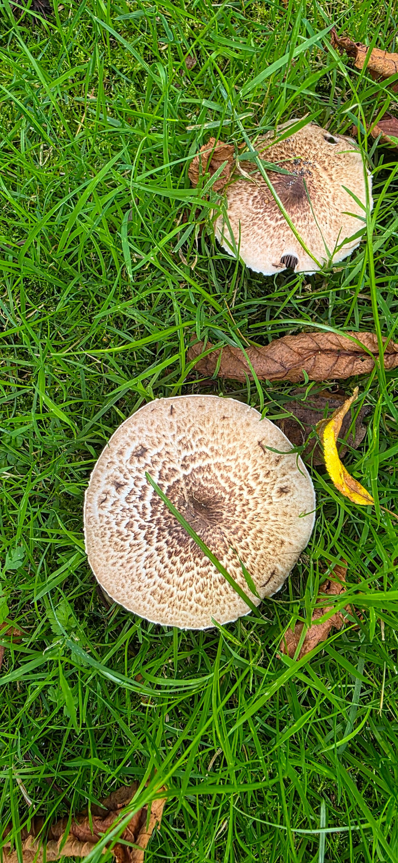 Egerling (paddestoel) — foto 5 van 14