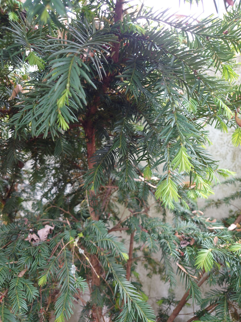 Te zien zijn de dicht naaldbezette takken en de roodachtige stam van een taxus. De verse scheutjes aan de uiteinden hebben een heldere groenkleur.