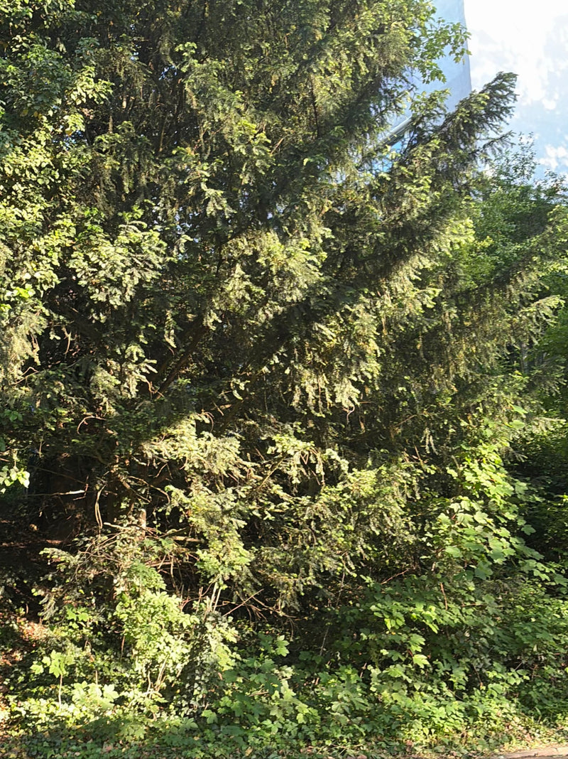 Te zien is een volwassen taxus met dichte naalden en donkere takken. De boom staat in een natuurlijke omgeving.