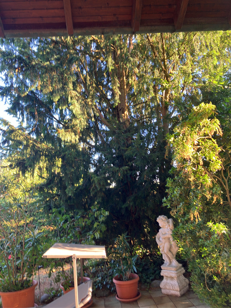 Te zien is een grote, volwassen naaldboom met donkere naalden die in een tuin staat. Op de voorgrond staan bloempotten en een klein standbeeld op een terras.