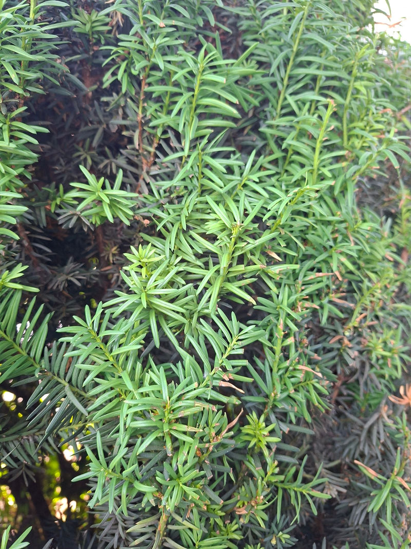 Een dichte tak met de typische donkergroene naalden van een taxus is te zien. De afbeelding toont de fijne vertakking en naalden van de conifeer.