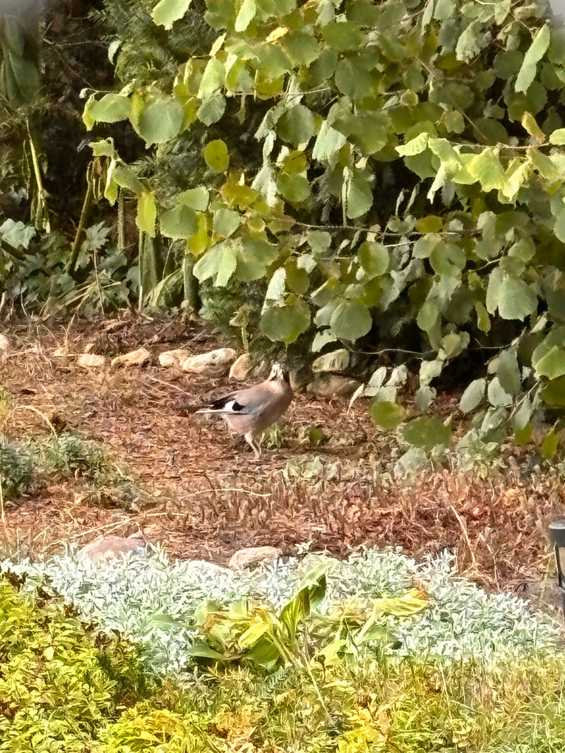 Een Vlaamse gaai staat op de grond voor een dichte muur van struiken en bomen. Zijn verenkleed en typische blauwe vleugelmarkeringen zijn duidelijk zichtbaar.