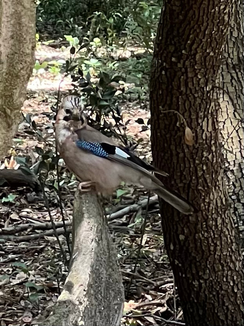 Een vlaamse gaai zit op een tak in een bos en kijkt naar de camera. De kenmerkende blauw-zwarte vleugelmarkeringen zijn duidelijk zichtbaar.