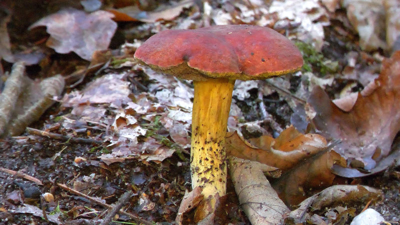 Eichen-Filzröhrling — foto 1 van 1