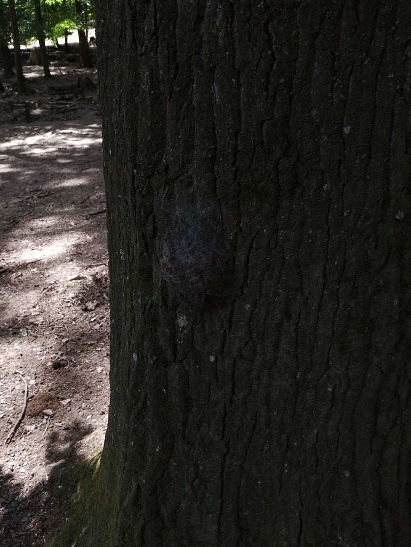 De afbeelding toont een zilvergrijs nest van de eikenprocessierups op de schors van een donkere boomstam. Vele rupsen zijn dicht opeengepakt aan de binnenzij...
