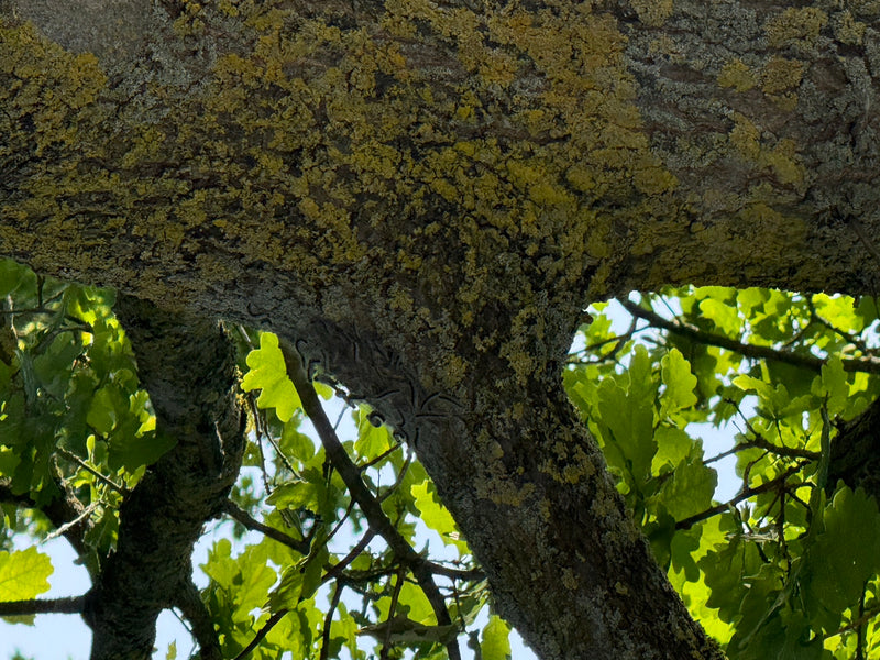 Meerdere rupsen van de eikenprocessierups zitten samen op de ruwe bast van een boomstam. Op de achtergrond zijn groene eikenbladeren en een heldere hemel te ...