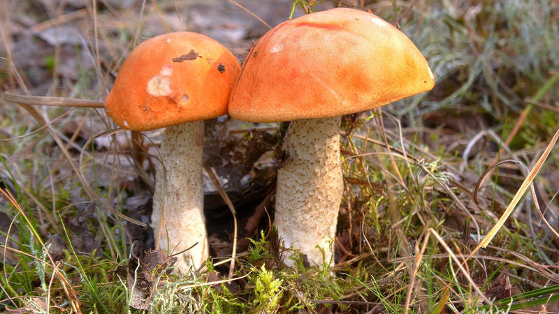 Twee vruchtlichamen van de oranje berkeboleet met helderoranje hoeden en witachtige, geschubde stelen groeien naast elkaar op de bosbodem.